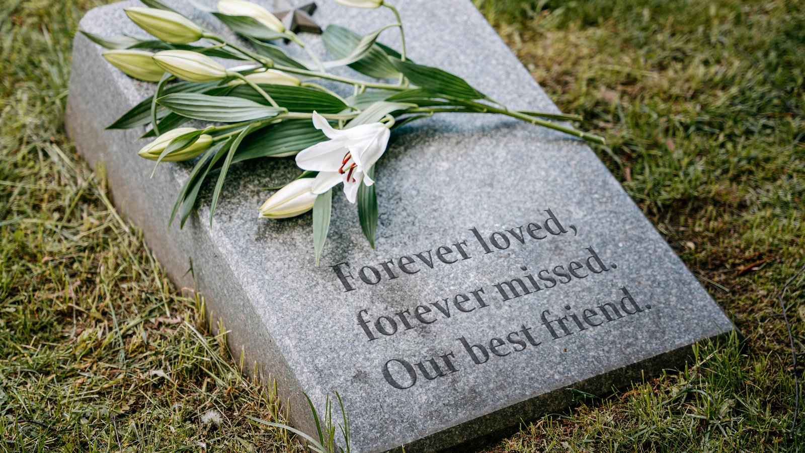 A gravestone with the inscription "Forever loved, forever missed. Our best friend," and white lilies on it, representing pet loss