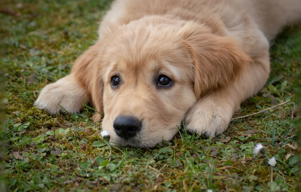 A dog lies listlessly on the lawn,looking unwell-possibly feeling weak after episodes of shaking.