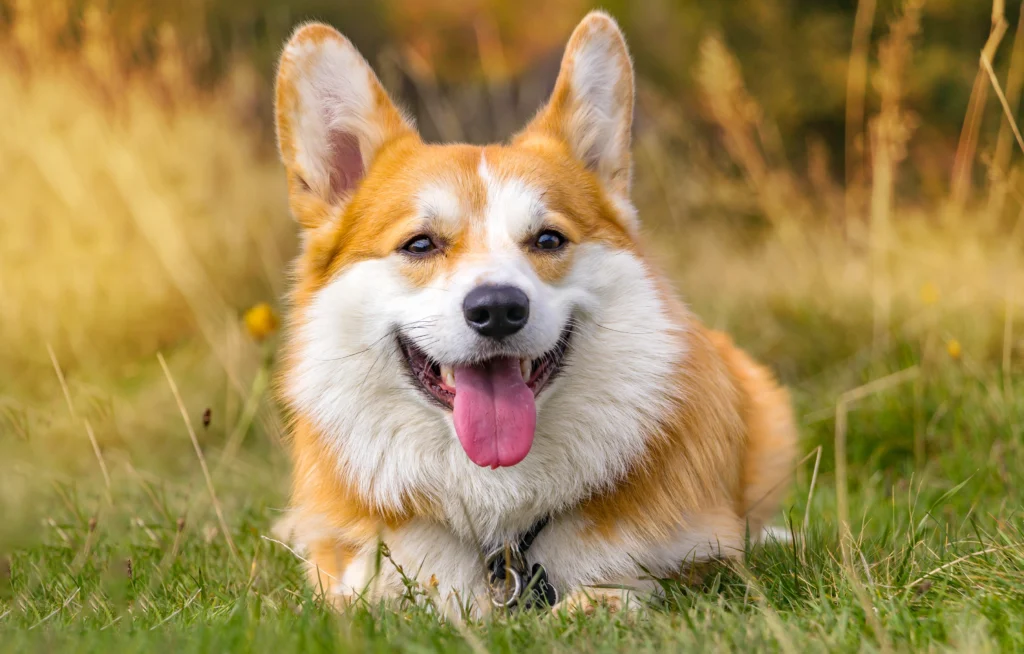 The dog is lying on the hot grass with its tongue hanging out.