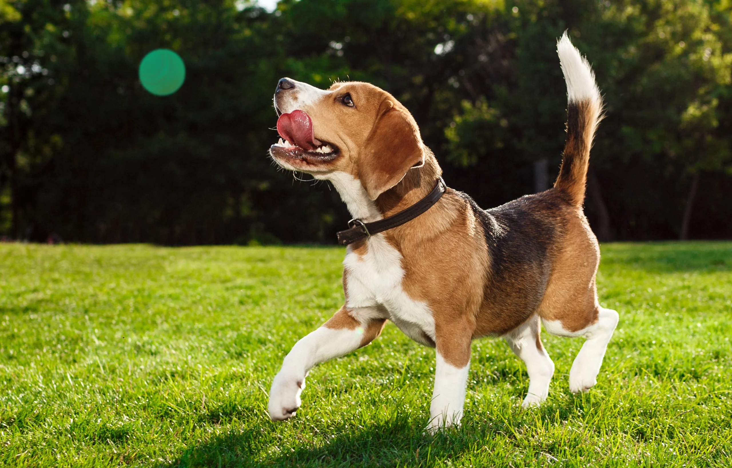 The dog is playing fetch on the lawn.