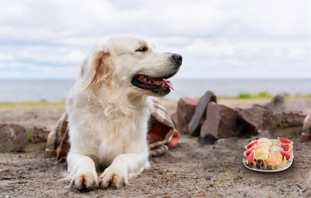 A golden retriever is happily tilting his head, with a fruit platter beside him,what fruits can dog eats