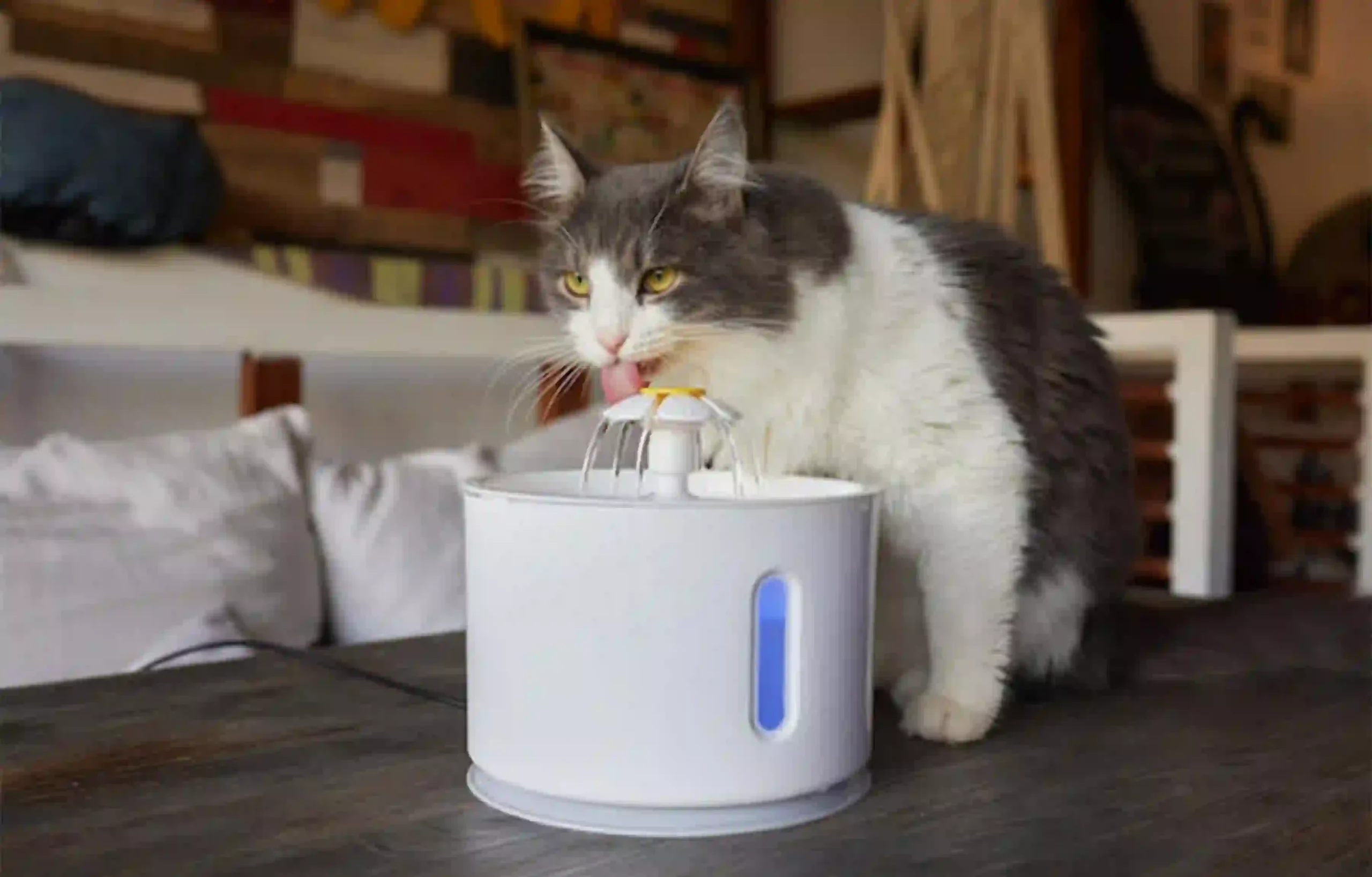 cat is constipated and water fountain