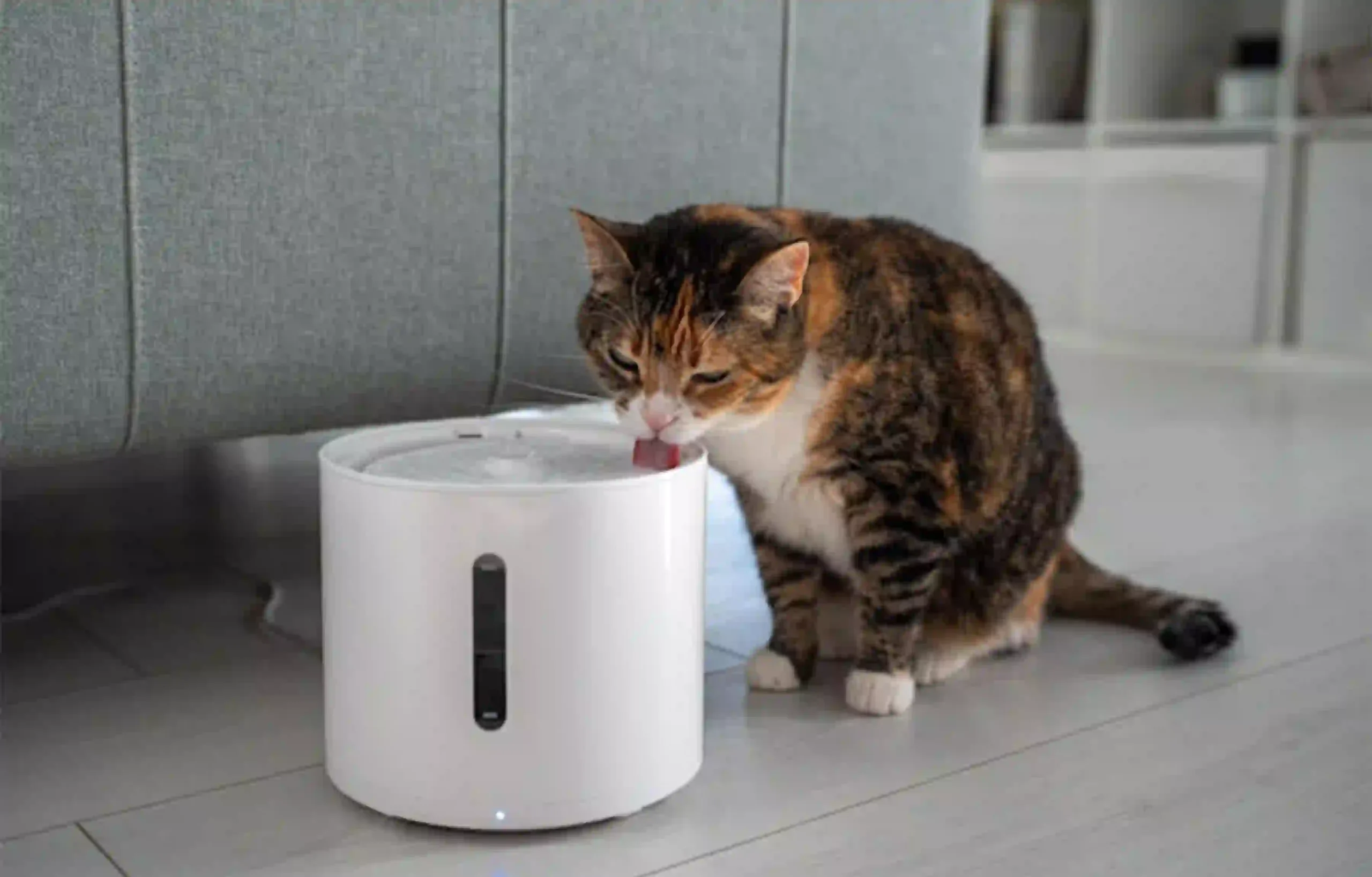 cat is constipated and let it drink water