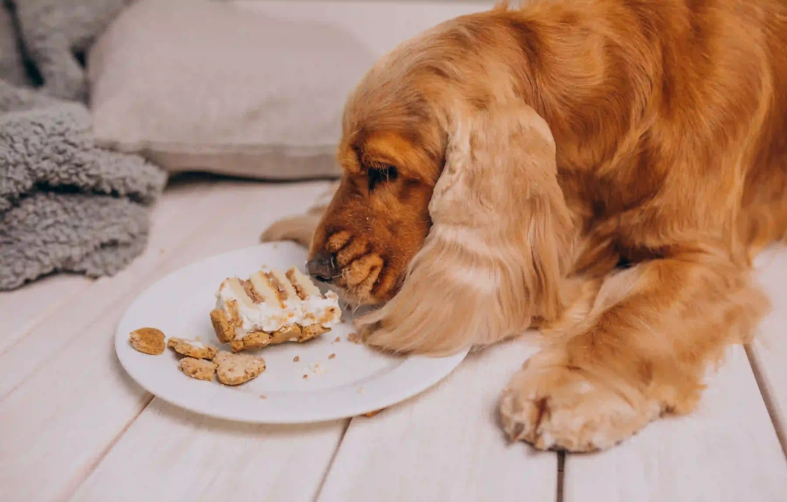 dogs eating fast isn't necessarily a good thing