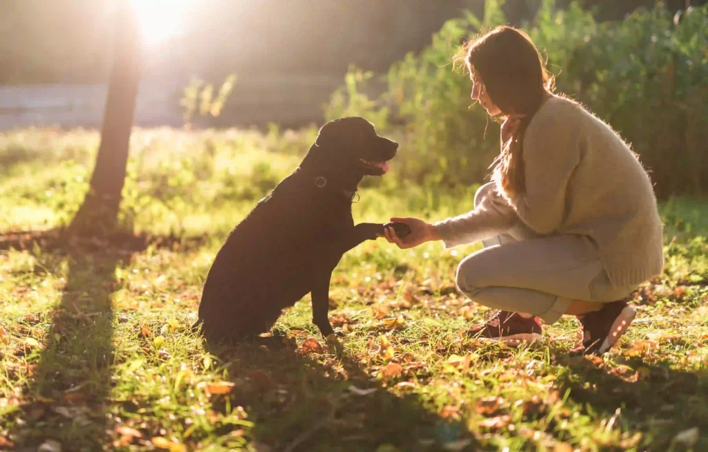 why is my dog aloof: a people sit on the ground with her dog
