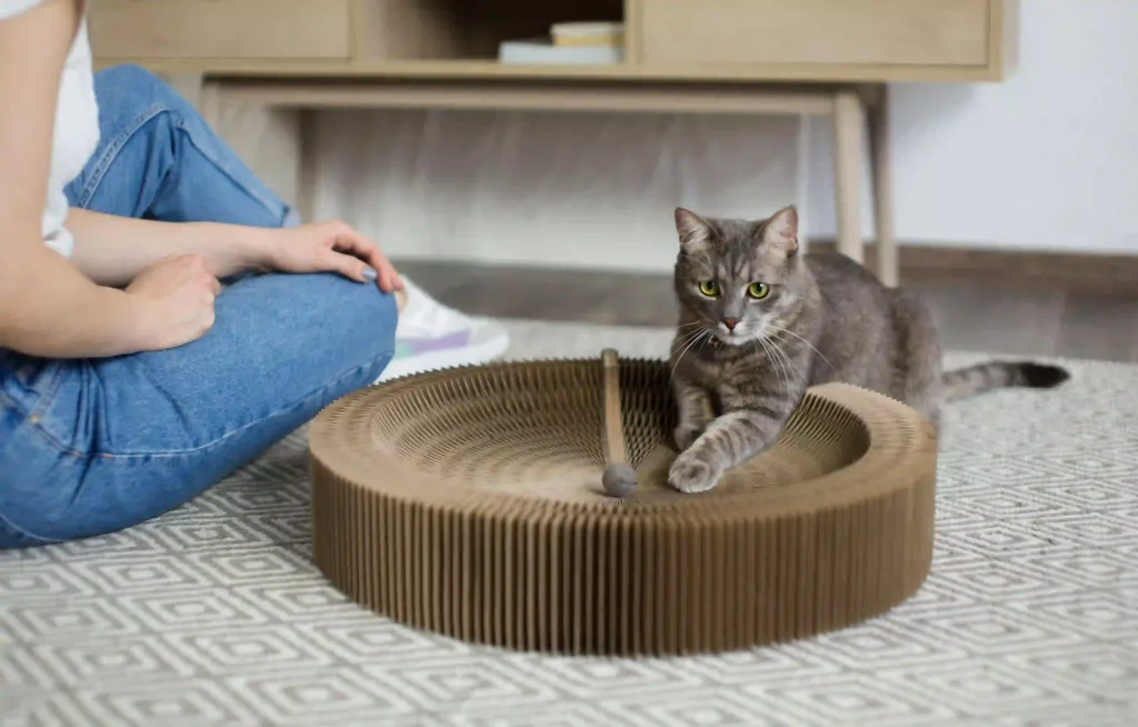 Cat Making Weird Noises: a cat in its nest