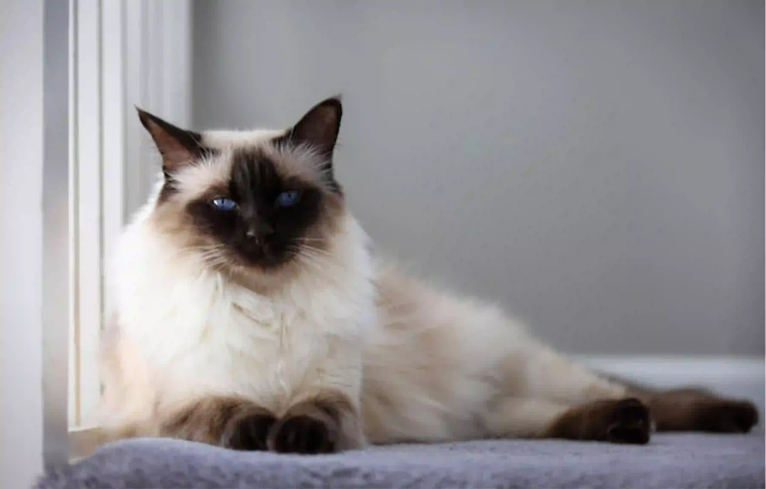 Cat Making Weird Noises: a cat lying by the window