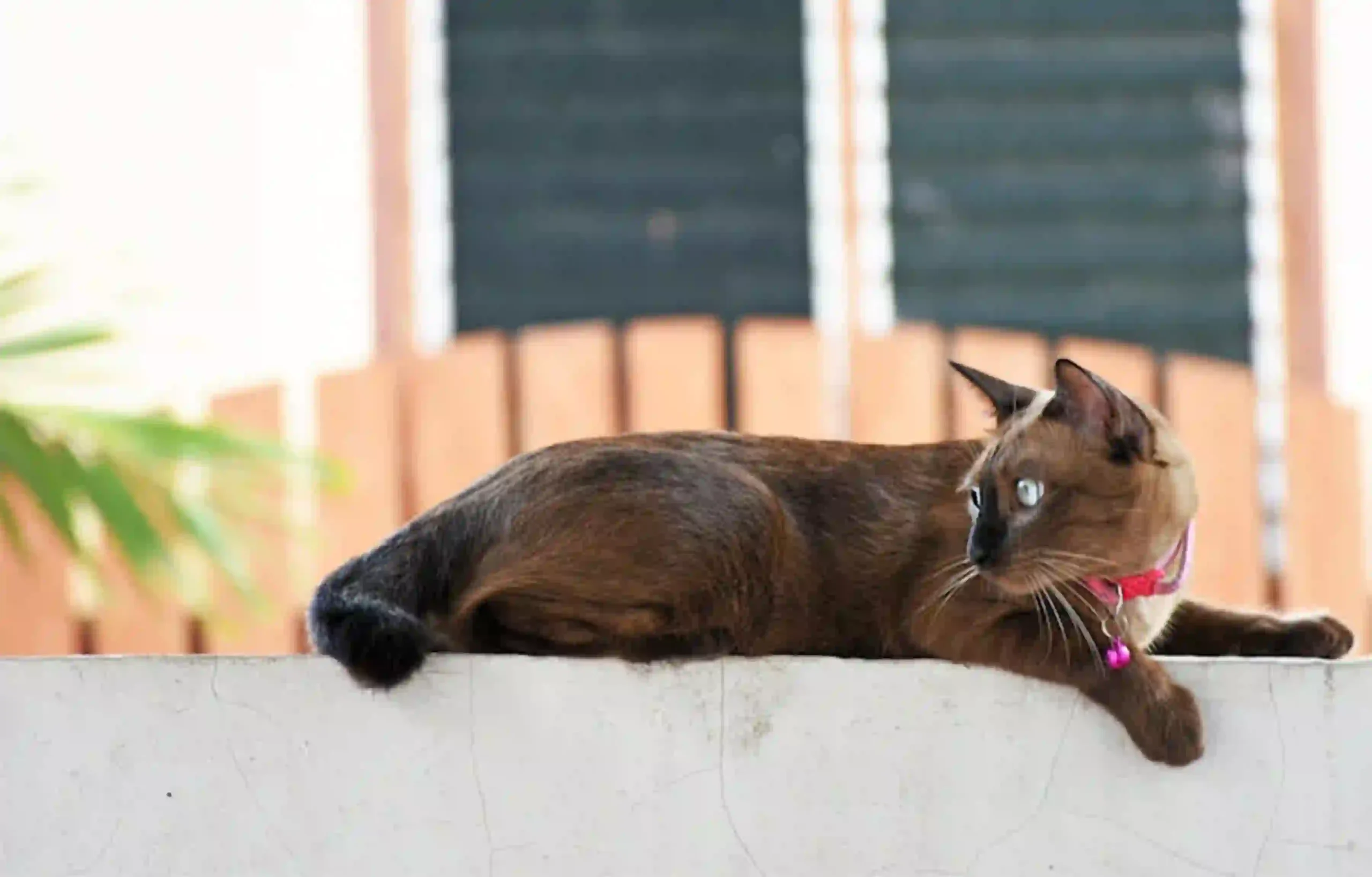 Cat Making Weird Noises: a cat lying on the balcony