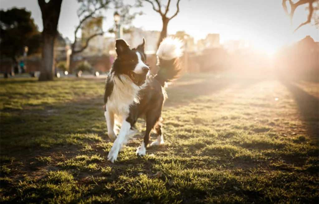 why is my dog's pee yellow: Happy dog running in the park, showing how exercise can cause temporary yellow urine