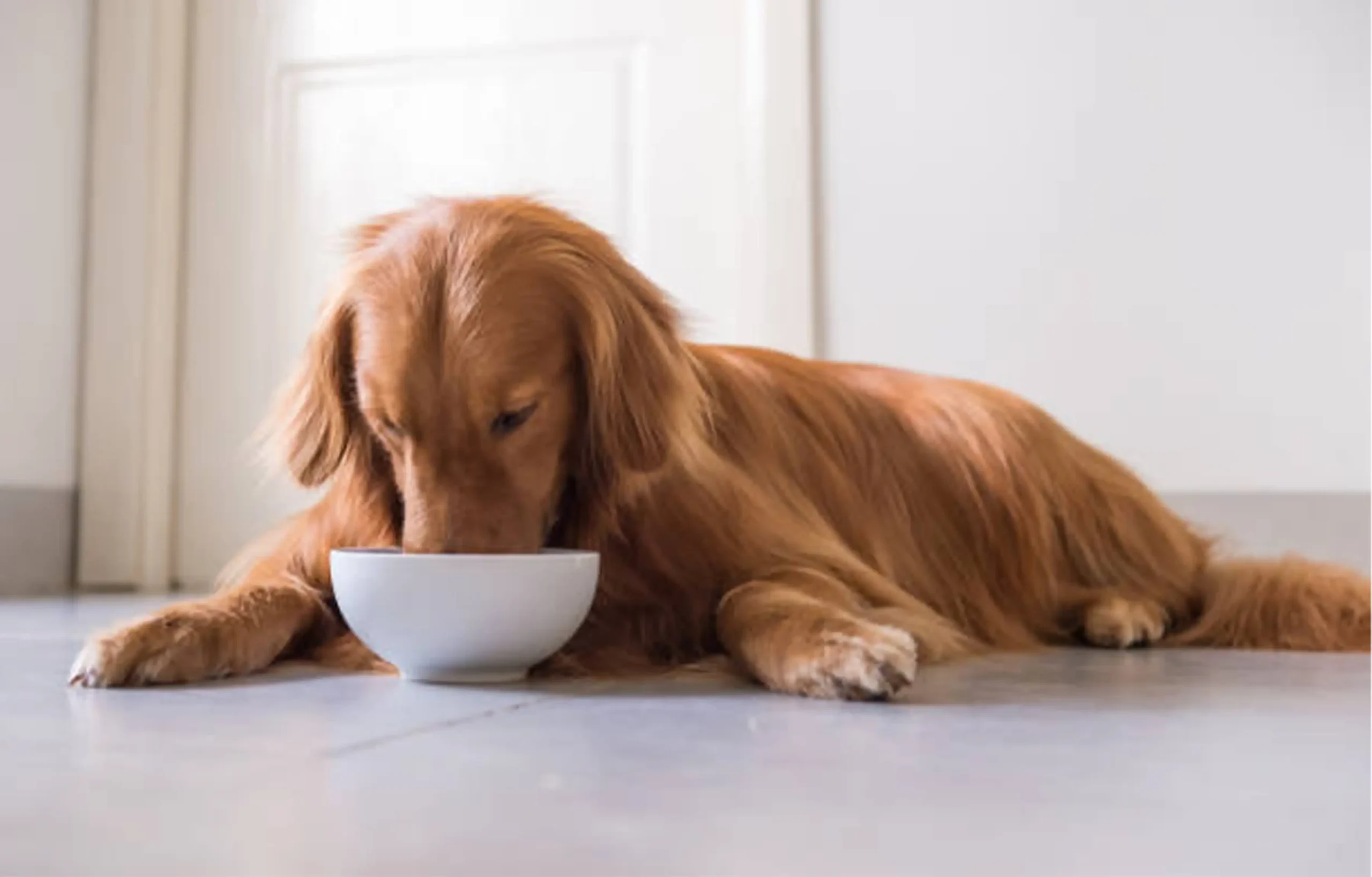 why is my dog's pee yellow: Golden retriever drinking fresh water to prevent dehydration and yellow dog urine