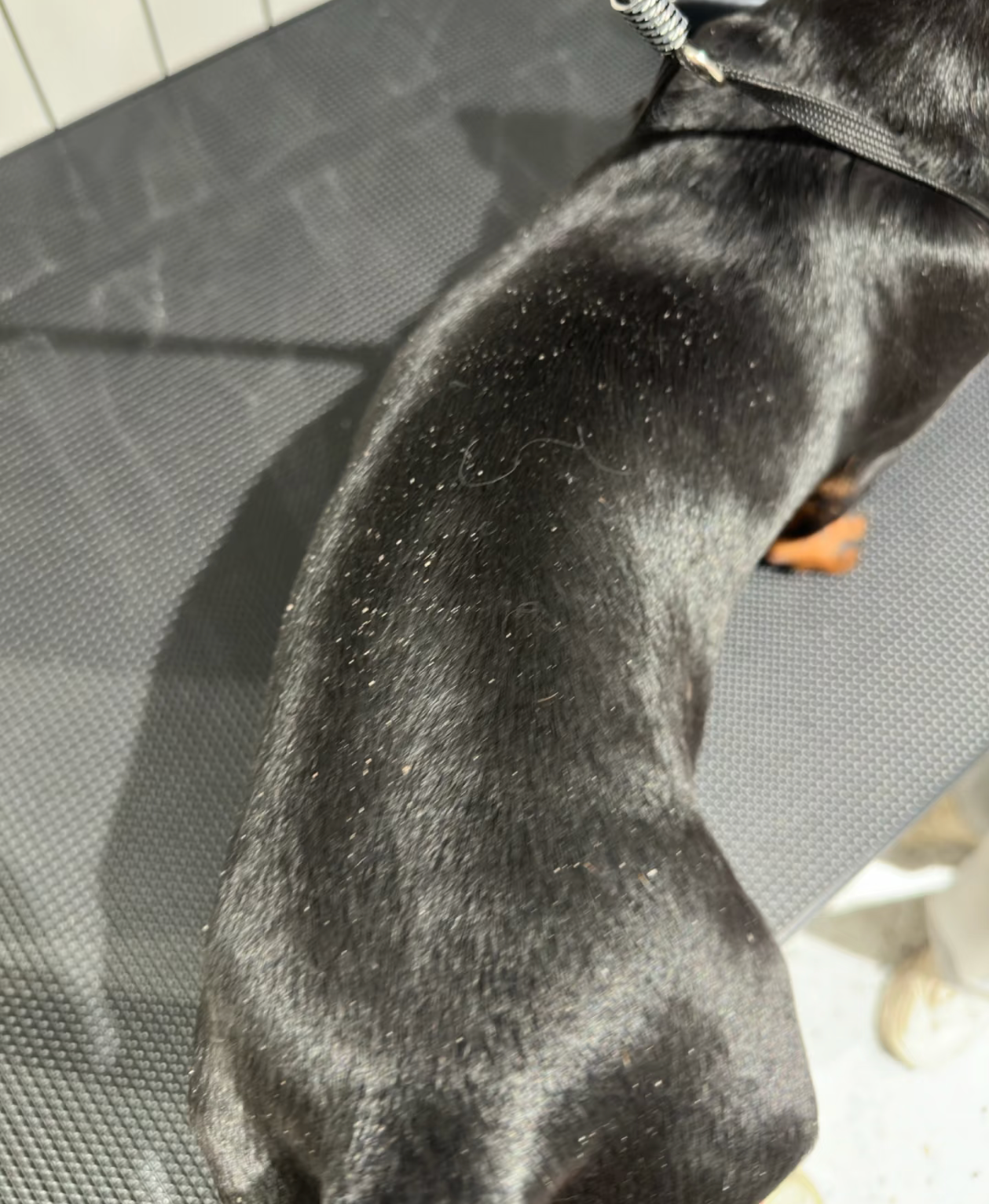 Why Does My Dog Have Dandruff