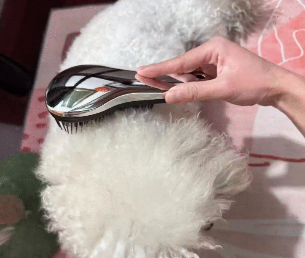 Why Does My Dog Have Dandruff